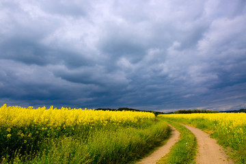 Obraz premium Rape field and gray clouds .