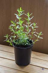 Fototapeta na wymiar Hyssop plant - potting flowers and gardening - (hyssopus officinalis).