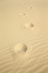 footsteps/ footsteps in the sand