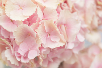 Fototapeta na wymiar Close up of Hydrangea flower