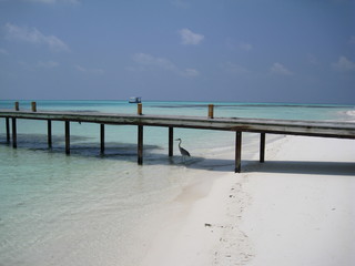 Starnd auf den Malediven mit Steg und Reiher