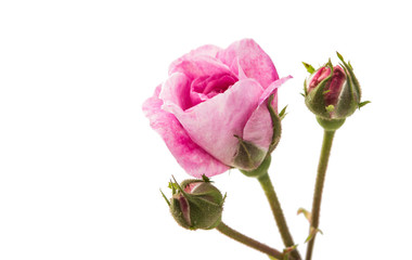 Fototapeta premium flower pink rose isolated