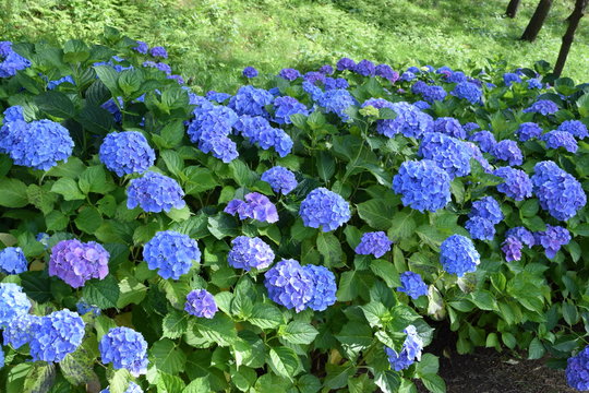 1 040 Best アジサイ属 Images Stock Photos Vectors Adobe Stock