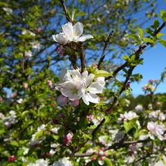 spring time/ beautiful flowers blooming in spring time