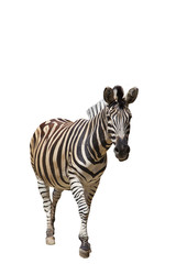 zebra