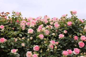 バラ　ピエールドゥロンサール