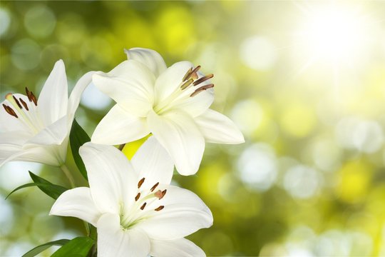 Easter Lily Easter Lily