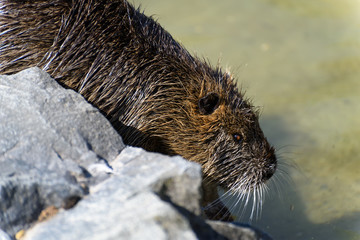 River rat, Nutria (Myocastor coypus) gliding in the water