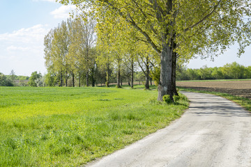 Fototapeta na wymiar field path at spring time