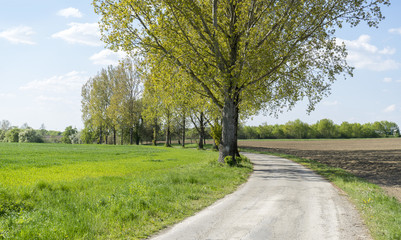field path at spring time