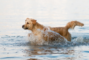 Dog is running in water