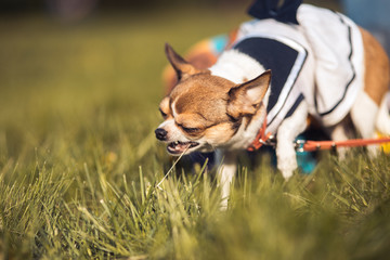 funny Chihuahua enjoy chewing the summer grass. Sunny day. Copyspace