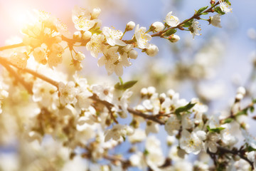 branch of cherry blossoms against the blue sun sky