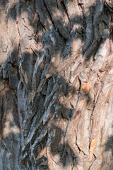Old Wood Tree Texture Background Pattern. Vertical image
