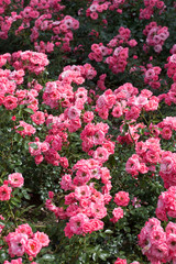 Beautiful bunsh pink roses close-up