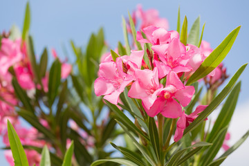 Oleander bush with pink flowers against the blue sky