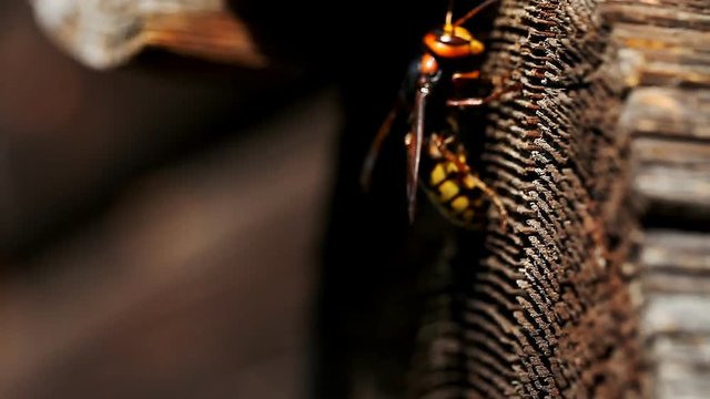 Large wasp queen closeup  /   Large wasp queen closeup Full HD