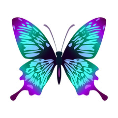 Colorful butterfly