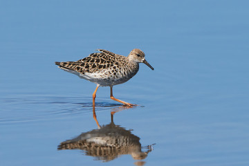Ruff (Philomachus pugnax)