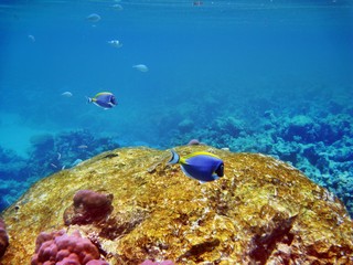 Doktorfische an Steinkoralle (Malediven)