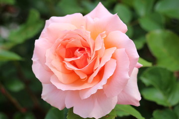 バラ　アプリコットキャンディ