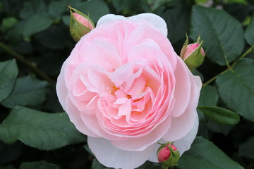 バラ　ヘリテージ