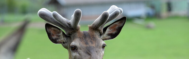 Hirschportrait mit Bast