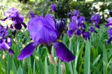 Blumenbeet mit Schwertlilie © thongsee