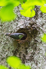 Nuthatch at a nesting hole