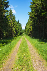 Forest road with spruce trees