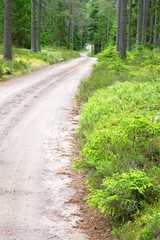 Gravel road in the woods
