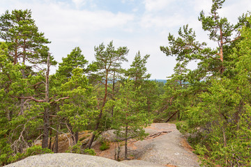 Fototapeta na wymiar Pine tree forest with a landscape view