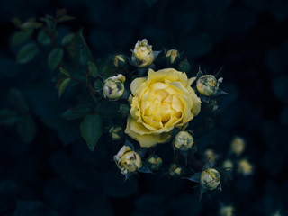 Yellow rose with dark green leaves growing in rose garden