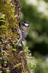 Great Tit