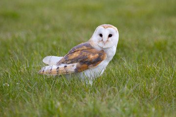 Barn Owl