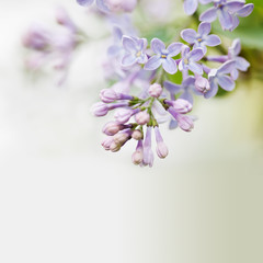 Lilac flowers on pastel background. soft focus, shallow depth of field, copy space