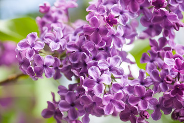 Spring flowers. Lilac flower branch macro view. soft focus
