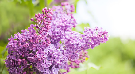 Fototapeta na wymiar Lilac flowers. Macro view violet flowers branch. ornamental blooming shrub. copy space