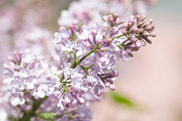 Blooming lilac flowers macro view. Abstract background. soft focus, shallow depth of field