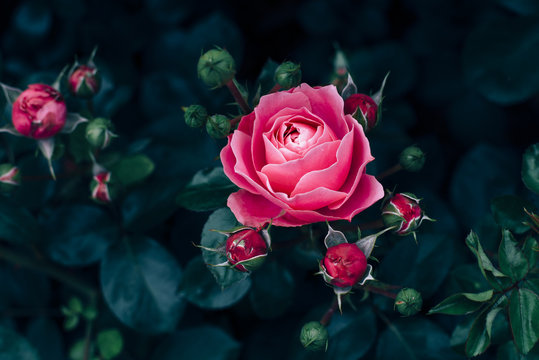 Fototapeta Pink rose with dark green leaves growing in rose garden