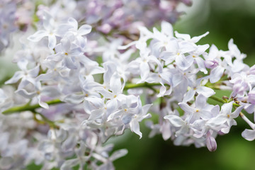Blooming white lilac bush. Flower petals macro view. soft focus. shallow depth of field