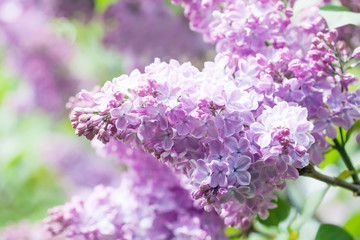 Obraz premium Blooming pink flowers. Lilac bush macro view. Sunny day, spring time scene