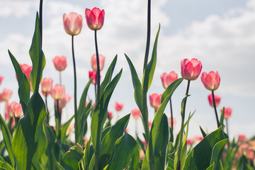 Group of red tulips in the park agains clouds. Spring blurred background