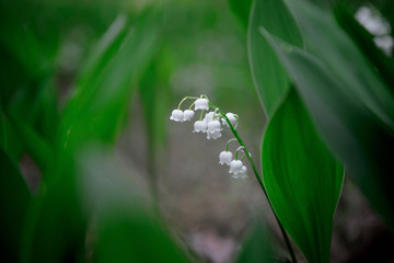 Blossoming lilies of the valley in a sunny forest