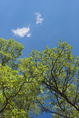 The aspen green leaves on a background of blue sky and clouds.