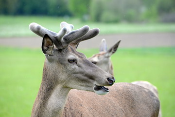 nachwachsendes Hirschgeweih