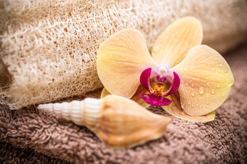 Fototapeta na wymiar Orchid flower with shell