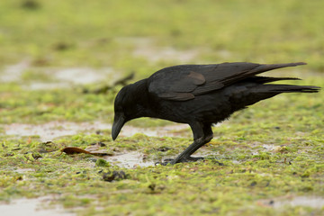 Carrion Crow, Corvus Corone