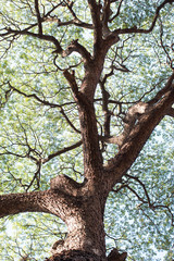 Fototapeta na wymiar details of green leaf and branch tree foliage background