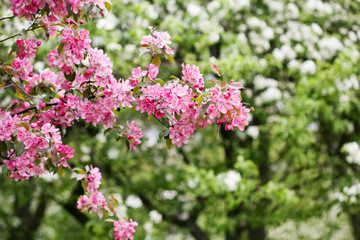 Apple blooming branch